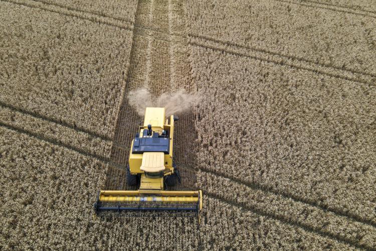 Plantação de trigo, região de Tibagi/Pr