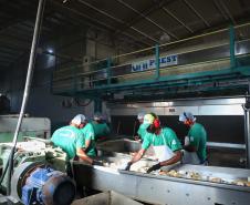 311 cidades do Paraná tiveram saldo positivo na geração de empregos no 1º trimestre