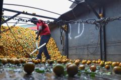 Exportações de frutas do Paraná crescem 33% e chegam a US$ 14 milhões em 2024