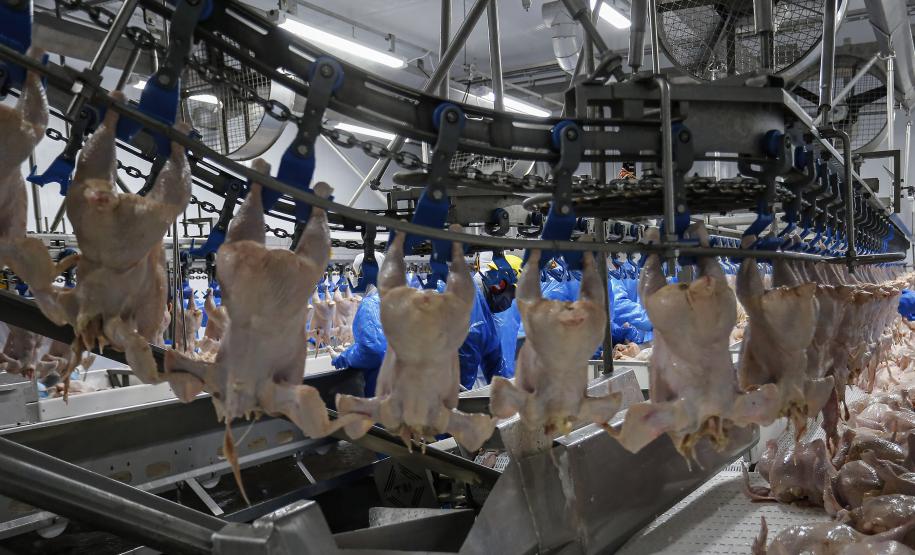 Cinco frigoríficos paranaenses podem ser habilitados a exportar para a China