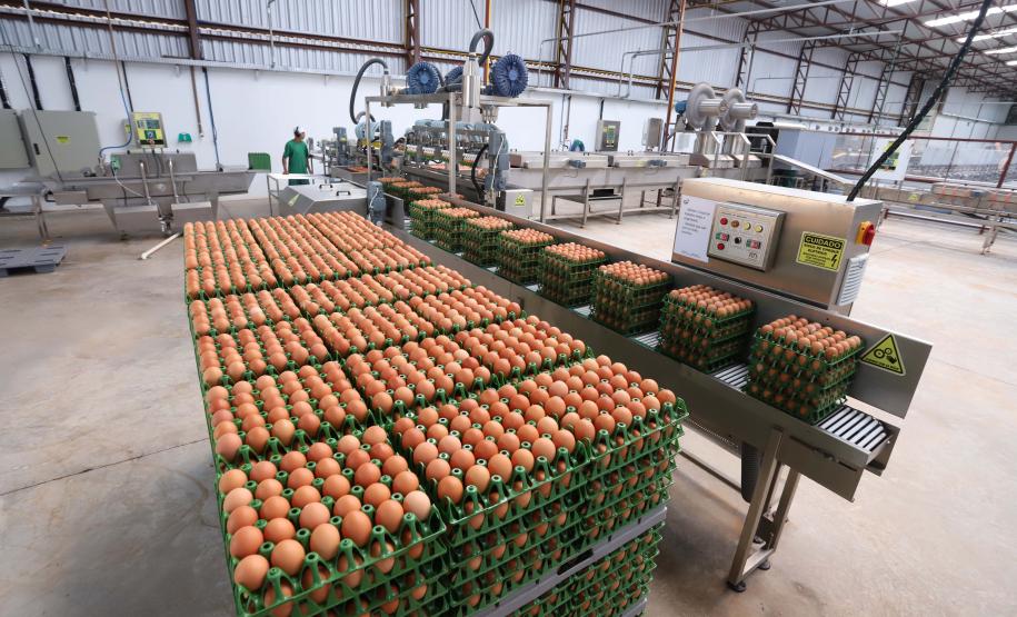 Comércio com 36 países: Paraná tem melhor semestre da história na exportação de ovos