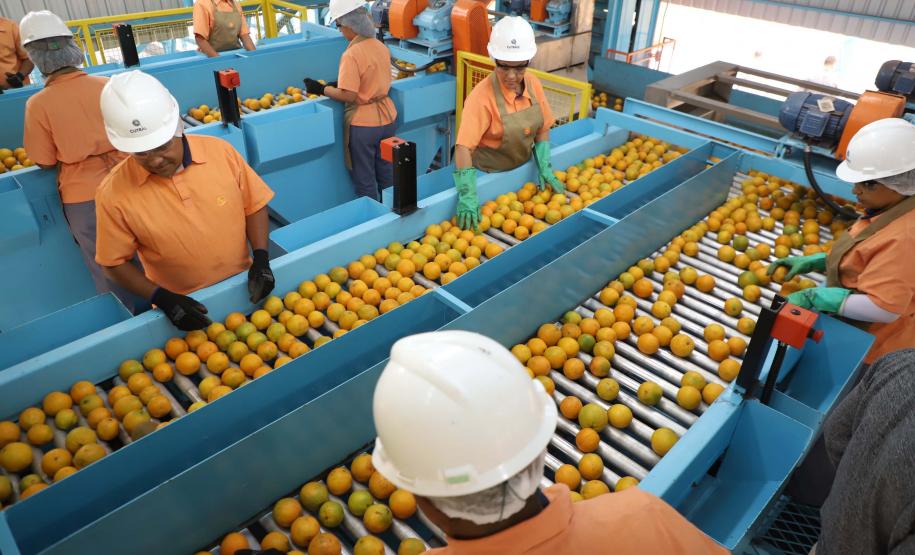 Indústria de suco de laranja investe R$ 20 milhões em nova unidade no Paraná